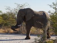 Tage Rundreise Namibia – Die Erlebnistour mit  Kalahari – Fish River-Canyon – Lüderitz – Namib – Swakopmund – Erongo Gebirge – Etosha Nationalpark – Windhoek (1477)