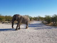 Tage Rundreise Namibia – Die Erlebnistour mit  Kalahari – Fish River-Canyon – Lüderitz – Namib – Swakopmund – Erongo Gebirge – Etosha Nationalpark – Windhoek (1478)
