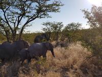 Tage Rundreise Namibia – Die Erlebnistour mit  Kalahari – Fish River-Canyon – Lüderitz – Namib – Swakopmund – Erongo Gebirge – Etosha Nationalpark – Windhoek (1481)