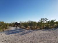 Tage Rundreise Namibia – Die Erlebnistour mit  Kalahari – Fish River-Canyon – Lüderitz – Namib – Swakopmund – Erongo Gebirge – Etosha Nationalpark – Windhoek (1486)