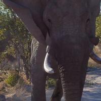 Tage Rundreise Namibia – Die Erlebnistour mit  Kalahari – Fish River-Canyon – Lüderitz – Namib – Swakopmund – Erongo Gebirge – Etosha Nationalpark – Windhoek (1488)