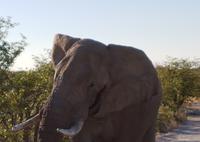 Tage Rundreise Namibia – Die Erlebnistour mit  Kalahari – Fish River-Canyon – Lüderitz – Namib – Swakopmund – Erongo Gebirge – Etosha Nationalpark – Windhoek (1489)