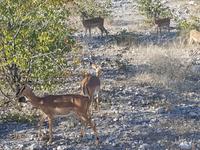 Tage Rundreise Namibia – Die Erlebnistour mit  Kalahari – Fish River-Canyon – Lüderitz – Namib – Swakopmund – Erongo Gebirge – Etosha Nationalpark – Windhoek (1498)