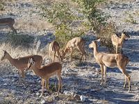 Tage Rundreise Namibia – Die Erlebnistour mit  Kalahari – Fish River-Canyon – Lüderitz – Namib – Swakopmund – Erongo Gebirge – Etosha Nationalpark – Windhoek (1499)