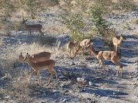 Tage Rundreise Namibia – Die Erlebnistour mit  Kalahari – Fish River-Canyon – Lüderitz – Namib – Swakopmund – Erongo Gebirge – Etosha Nationalpark – Windhoek (1500)