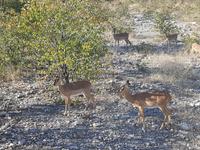 Tage Rundreise Namibia – Die Erlebnistour mit  Kalahari – Fish River-Canyon – Lüderitz – Namib – Swakopmund – Erongo Gebirge – Etosha Nationalpark – Windhoek (1509)