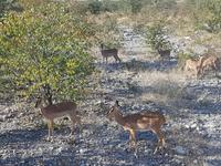 Tage Rundreise Namibia – Die Erlebnistour mit  Kalahari – Fish River-Canyon – Lüderitz – Namib – Swakopmund – Erongo Gebirge – Etosha Nationalpark – Windhoek (1510)