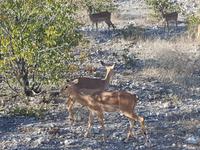 Tage Rundreise Namibia – Die Erlebnistour mit  Kalahari – Fish River-Canyon – Lüderitz – Namib – Swakopmund – Erongo Gebirge – Etosha Nationalpark – Windhoek (1511)