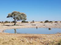 Tage Rundreise Namibia – Die Erlebnistour mit  Kalahari – Fish River-Canyon – Lüderitz – Namib – Swakopmund – Erongo Gebirge – Etosha Nationalpark – Windhoek (1515)