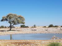 Tage Rundreise Namibia – Die Erlebnistour mit  Kalahari – Fish River-Canyon – Lüderitz – Namib – Swakopmund – Erongo Gebirge – Etosha Nationalpark – Windhoek (1519)