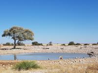 Tage Rundreise Namibia – Die Erlebnistour mit  Kalahari – Fish River-Canyon – Lüderitz – Namib – Swakopmund – Erongo Gebirge – Etosha Nationalpark – Windhoek (1521)