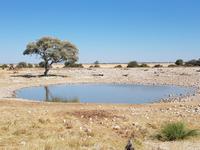 Tage Rundreise Namibia – Die Erlebnistour mit  Kalahari – Fish River-Canyon – Lüderitz – Namib – Swakopmund – Erongo Gebirge – Etosha Nationalpark – Windhoek (1524)