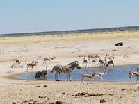 Tage Rundreise Namibia – Die Erlebnistour mit  Kalahari – Fish River-Canyon – Lüderitz – Namib – Swakopmund – Erongo Gebirge – Etosha Nationalpark – Windhoek (1530)