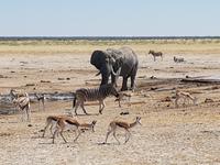 Tage Rundreise Namibia – Die Erlebnistour mit  Kalahari – Fish River-Canyon – Lüderitz – Namib – Swakopmund – Erongo Gebirge – Etosha Nationalpark – Windhoek (1533)