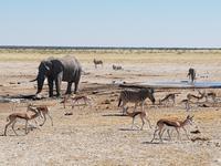 Tage Rundreise Namibia – Die Erlebnistour mit  Kalahari – Fish River-Canyon – Lüderitz – Namib – Swakopmund – Erongo Gebirge – Etosha Nationalpark – Windhoek (1534)