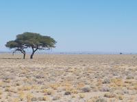 Tage Rundreise Namibia – Die Erlebnistour mit  Kalahari – Fish River-Canyon – Lüderitz – Namib – Swakopmund – Erongo Gebirge – Etosha Nationalpark – Windhoek (1536)