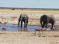 Tage Rundreise Namibia – Die Erlebnistour mit  Kalahari – Fish River-Canyon – Lüderitz – Namib – Swakopmund – Erongo Gebirge – Etosha Nationalpark – Windhoek (1538)