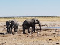 Tage Rundreise Namibia – Die Erlebnistour mit  Kalahari – Fish River-Canyon – Lüderitz – Namib – Swakopmund – Erongo Gebirge – Etosha Nationalpark – Windhoek (1540)
