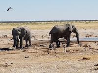 Tage Rundreise Namibia – Die Erlebnistour mit  Kalahari – Fish River-Canyon – Lüderitz – Namib – Swakopmund – Erongo Gebirge – Etosha Nationalpark – Windhoek (1541)