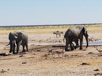 Tage Rundreise Namibia – Die Erlebnistour mit  Kalahari – Fish River-Canyon – Lüderitz – Namib – Swakopmund – Erongo Gebirge – Etosha Nationalpark – Windhoek (1542)