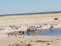 Tage Rundreise Namibia – Die Erlebnistour mit  Kalahari – Fish River-Canyon – Lüderitz – Namib – Swakopmund – Erongo Gebirge – Etosha Nationalpark – Windhoek (1544)