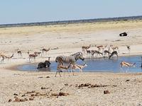 Tage Rundreise Namibia – Die Erlebnistour mit  Kalahari – Fish River-Canyon – Lüderitz – Namib – Swakopmund – Erongo Gebirge – Etosha Nationalpark – Windhoek (1545)