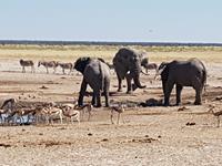 Tage Rundreise Namibia – Die Erlebnistour mit  Kalahari – Fish River-Canyon – Lüderitz – Namib – Swakopmund – Erongo Gebirge – Etosha Nationalpark – Windhoek (1548)