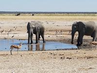 Tage Rundreise Namibia – Die Erlebnistour mit  Kalahari – Fish River-Canyon – Lüderitz – Namib – Swakopmund – Erongo Gebirge – Etosha Nationalpark – Windhoek (1553)