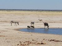Tage Rundreise Namibia – Die Erlebnistour mit  Kalahari – Fish River-Canyon – Lüderitz – Namib – Swakopmund – Erongo Gebirge – Etosha Nationalpark – Windhoek (1556)