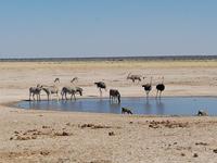 Tage Rundreise Namibia – Die Erlebnistour mit  Kalahari – Fish River-Canyon – Lüderitz – Namib – Swakopmund – Erongo Gebirge – Etosha Nationalpark – Windhoek (1558)