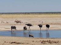 Tage Rundreise Namibia – Die Erlebnistour mit  Kalahari – Fish River-Canyon – Lüderitz – Namib – Swakopmund – Erongo Gebirge – Etosha Nationalpark – Windhoek (1559)
