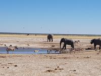 Tage Rundreise Namibia – Die Erlebnistour mit  Kalahari – Fish River-Canyon – Lüderitz – Namib – Swakopmund – Erongo Gebirge – Etosha Nationalpark – Windhoek (1560)