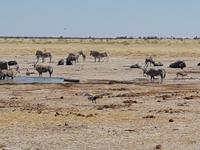 Tage Rundreise Namibia – Die Erlebnistour mit  Kalahari – Fish River-Canyon – Lüderitz – Namib – Swakopmund – Erongo Gebirge – Etosha Nationalpark – Windhoek (1561)