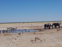 Tage Rundreise Namibia – Die Erlebnistour mit  Kalahari – Fish River-Canyon – Lüderitz – Namib – Swakopmund – Erongo Gebirge – Etosha Nationalpark – Windhoek (1563)