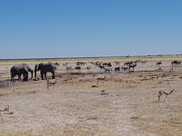 Tage Rundreise Namibia – Die Erlebnistour mit  Kalahari – Fish River-Canyon – Lüderitz – Namib – Swakopmund – Erongo Gebirge – Etosha Nationalpark – Windhoek (1564)