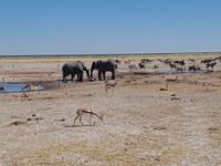 Tage Rundreise Namibia – Die Erlebnistour mit  Kalahari – Fish River-Canyon – Lüderitz – Namib – Swakopmund – Erongo Gebirge – Etosha Nationalpark – Windhoek (1565)