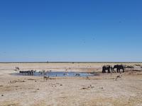 Tage Rundreise Namibia – Die Erlebnistour mit  Kalahari – Fish River-Canyon – Lüderitz – Namib – Swakopmund – Erongo Gebirge – Etosha Nationalpark – Windhoek (1568)