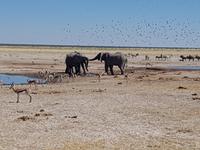 Tage Rundreise Namibia – Die Erlebnistour mit  Kalahari – Fish River-Canyon – Lüderitz – Namib – Swakopmund – Erongo Gebirge – Etosha Nationalpark – Windhoek (1570)
