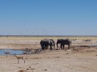 Tage Rundreise Namibia – Die Erlebnistour mit  Kalahari – Fish River-Canyon – Lüderitz – Namib – Swakopmund – Erongo Gebirge – Etosha Nationalpark – Windhoek (1571)