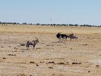 Tage Rundreise Namibia – Die Erlebnistour mit  Kalahari – Fish River-Canyon – Lüderitz – Namib – Swakopmund – Erongo Gebirge – Etosha Nationalpark – Windhoek (1575)