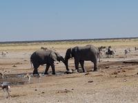 Tage Rundreise Namibia – Die Erlebnistour mit  Kalahari – Fish River-Canyon – Lüderitz – Namib – Swakopmund – Erongo Gebirge – Etosha Nationalpark – Windhoek (1579)