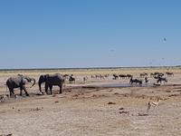 Tage Rundreise Namibia – Die Erlebnistour mit  Kalahari – Fish River-Canyon – Lüderitz – Namib – Swakopmund – Erongo Gebirge – Etosha Nationalpark – Windhoek (1582)