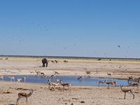 Tage Rundreise Namibia – Die Erlebnistour mit  Kalahari – Fish River-Canyon – Lüderitz – Namib – Swakopmund – Erongo Gebirge – Etosha Nationalpark – Windhoek (1583)