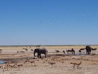 Tage Rundreise Namibia – Die Erlebnistour mit  Kalahari – Fish River-Canyon – Lüderitz – Namib – Swakopmund – Erongo Gebirge – Etosha Nationalpark – Windhoek (1584)