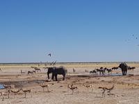 Tage Rundreise Namibia – Die Erlebnistour mit  Kalahari – Fish River-Canyon – Lüderitz – Namib – Swakopmund – Erongo Gebirge – Etosha Nationalpark – Windhoek (1585)