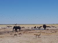 Tage Rundreise Namibia – Die Erlebnistour mit  Kalahari – Fish River-Canyon – Lüderitz – Namib – Swakopmund – Erongo Gebirge – Etosha Nationalpark – Windhoek (1586)