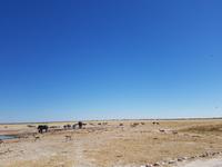 Tage Rundreise Namibia – Die Erlebnistour mit  Kalahari – Fish River-Canyon – Lüderitz – Namib – Swakopmund – Erongo Gebirge – Etosha Nationalpark – Windhoek (1587)