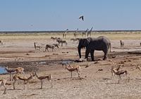 Tage Rundreise Namibia – Die Erlebnistour mit  Kalahari – Fish River-Canyon – Lüderitz – Namib – Swakopmund – Erongo Gebirge – Etosha Nationalpark – Windhoek (1590)