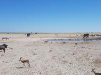Tage Rundreise Namibia – Die Erlebnistour mit  Kalahari – Fish River-Canyon – Lüderitz – Namib – Swakopmund – Erongo Gebirge – Etosha Nationalpark – Windhoek (1592)