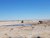 Tage Rundreise Namibia – Die Erlebnistour mit  Kalahari – Fish River-Canyon – Lüderitz – Namib – Swakopmund – Erongo Gebirge – Etosha Nationalpark – Windhoek (1594)